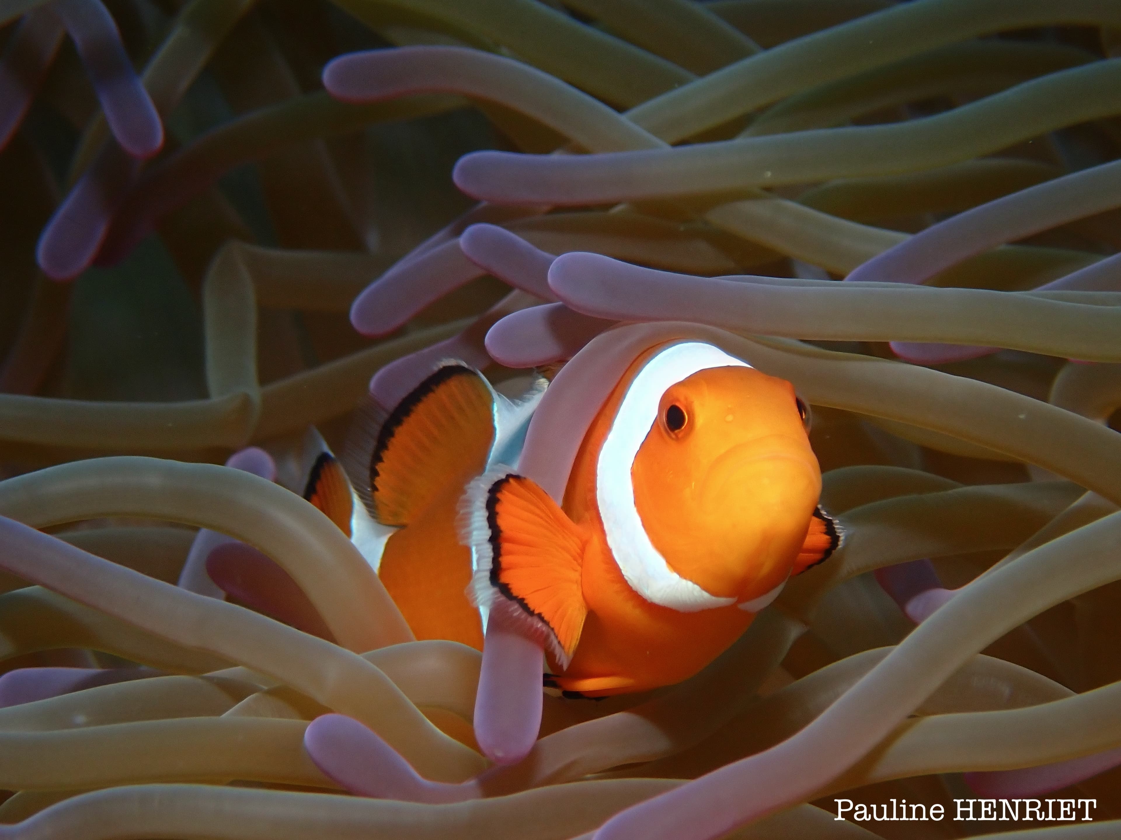Amphiprion ocellaris