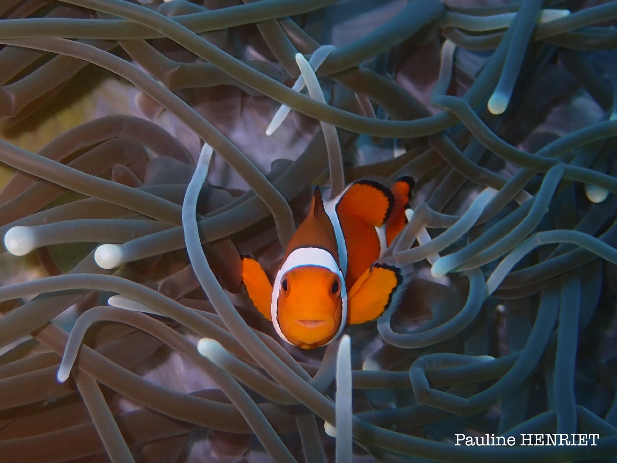 Amphiprion ocellaris