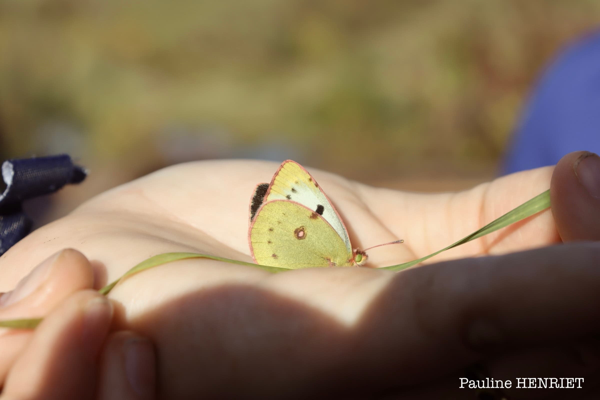 Colias hyale