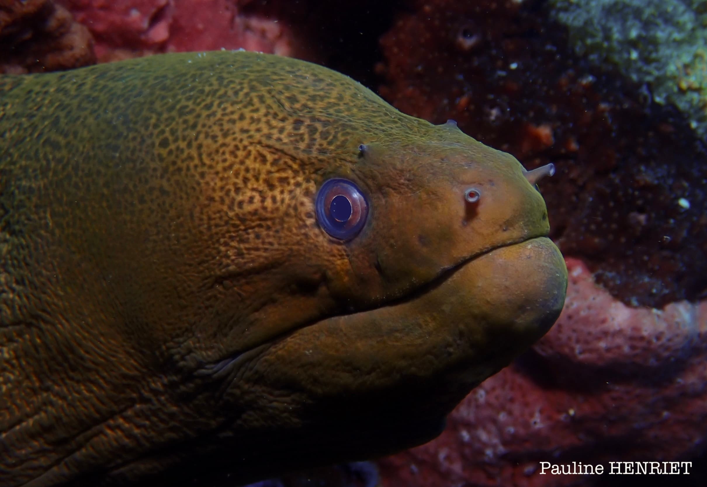 Gymnothorax javanicus