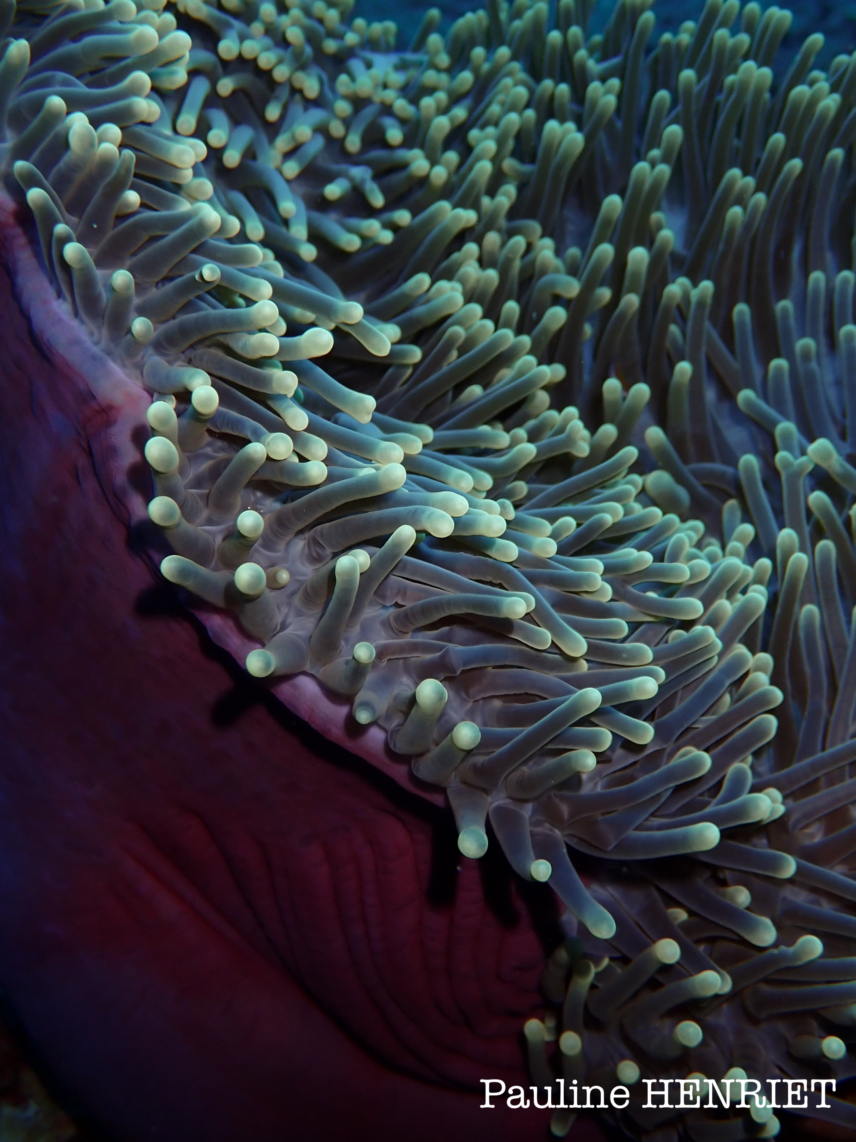 Heteractis magnifica