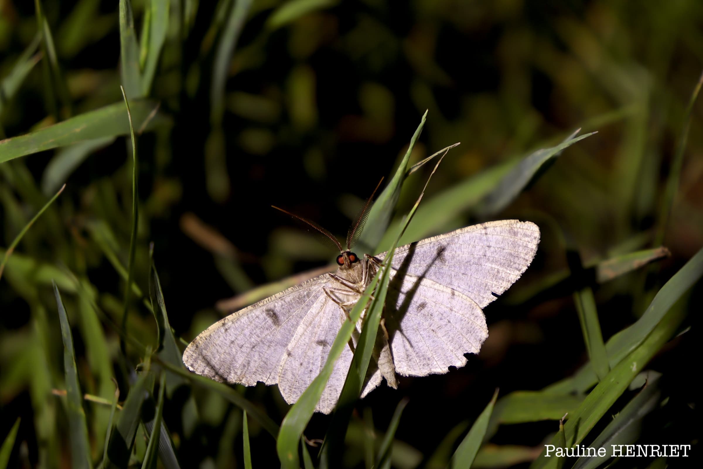 Idaea predotaria