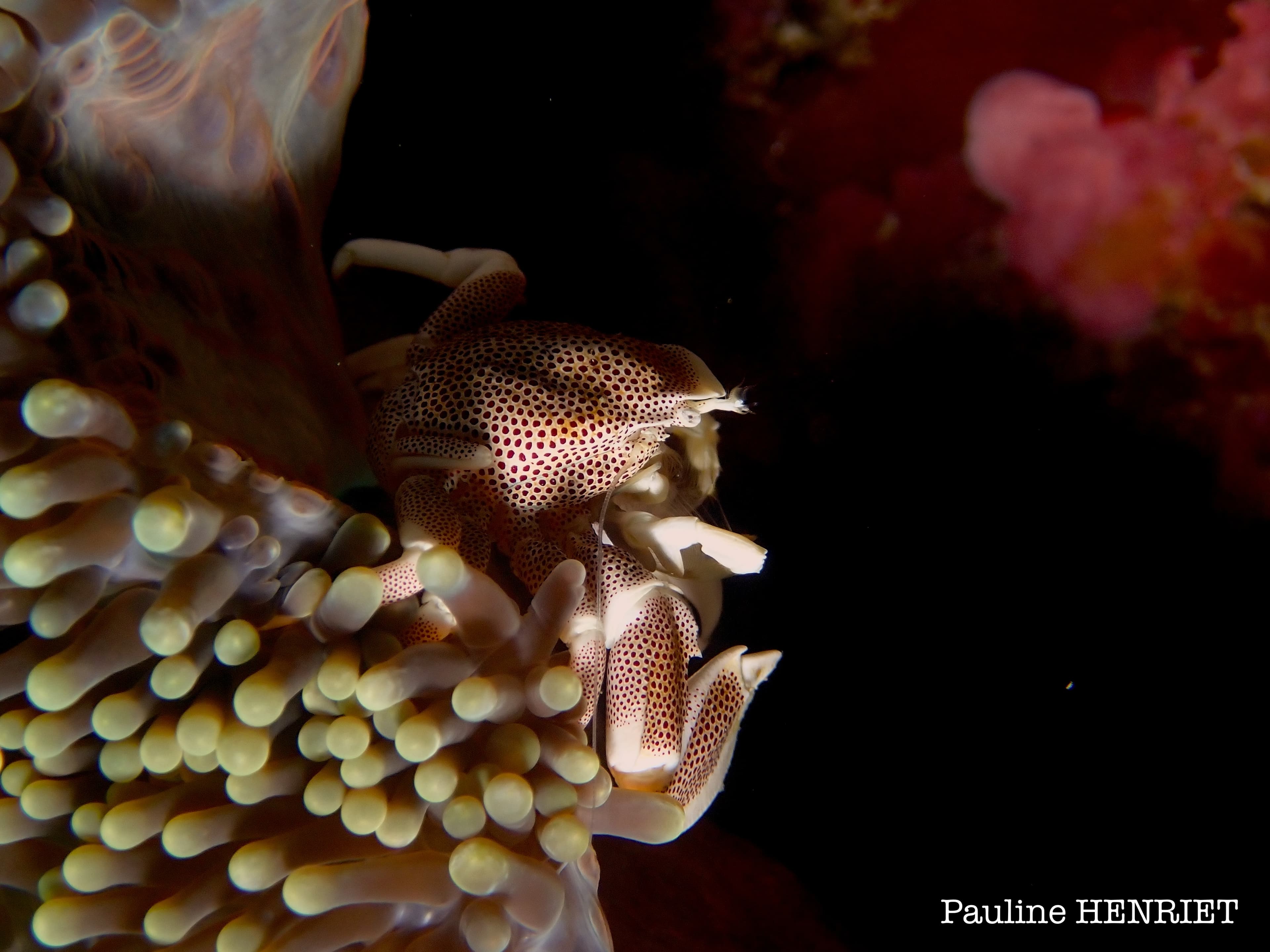 Neopetrolisthes maculatus