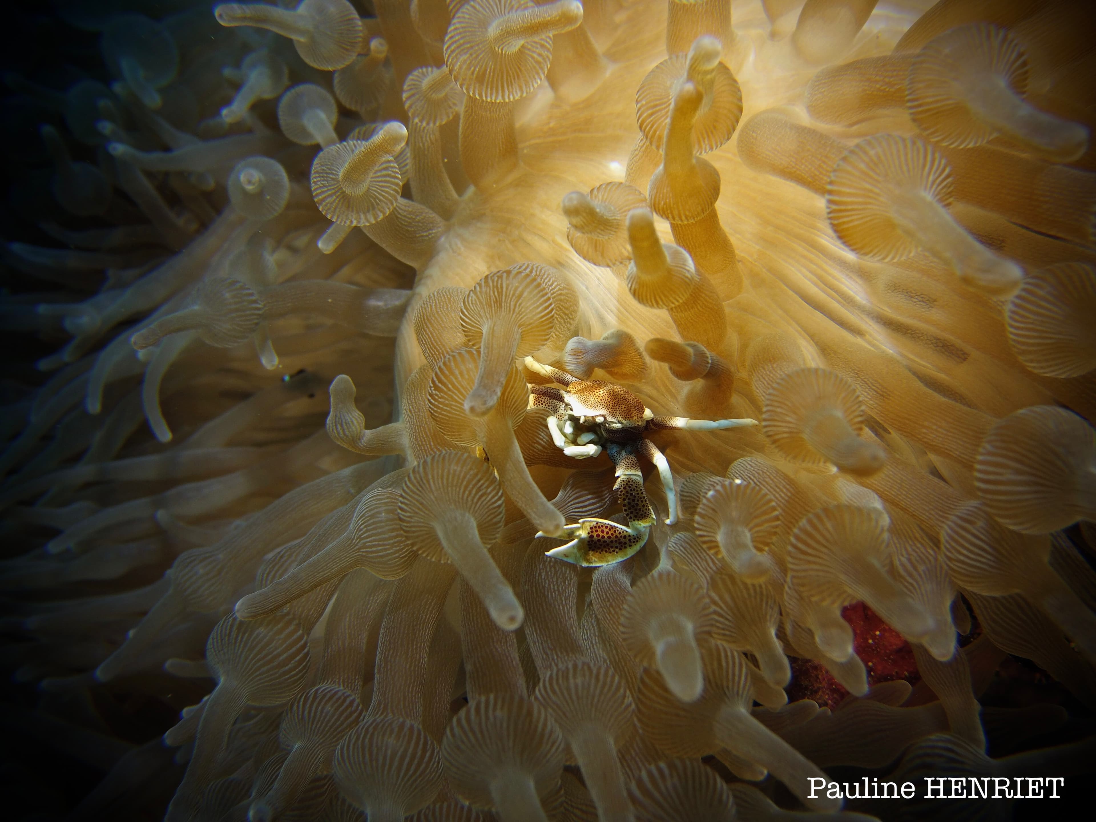 Neopetrolisthes maculatus