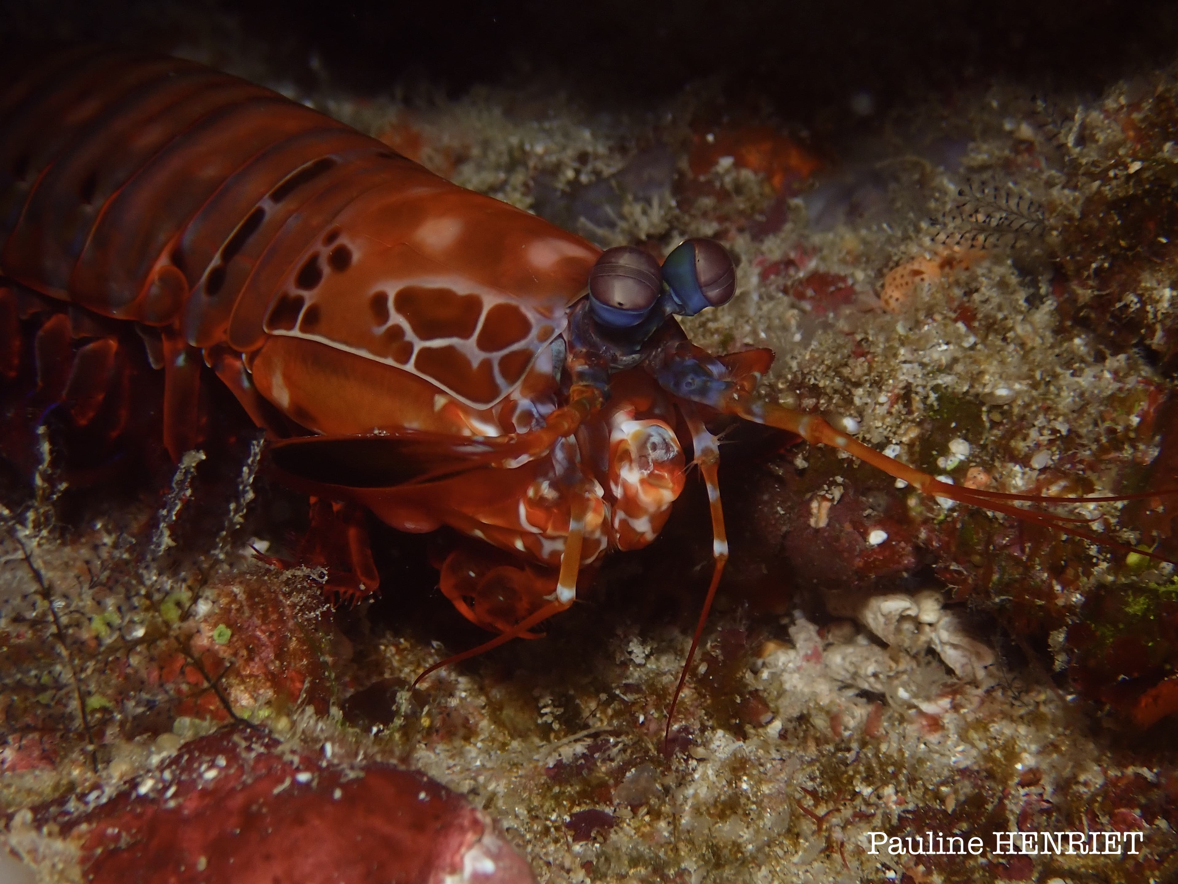 Odontodactylus scyllarus
