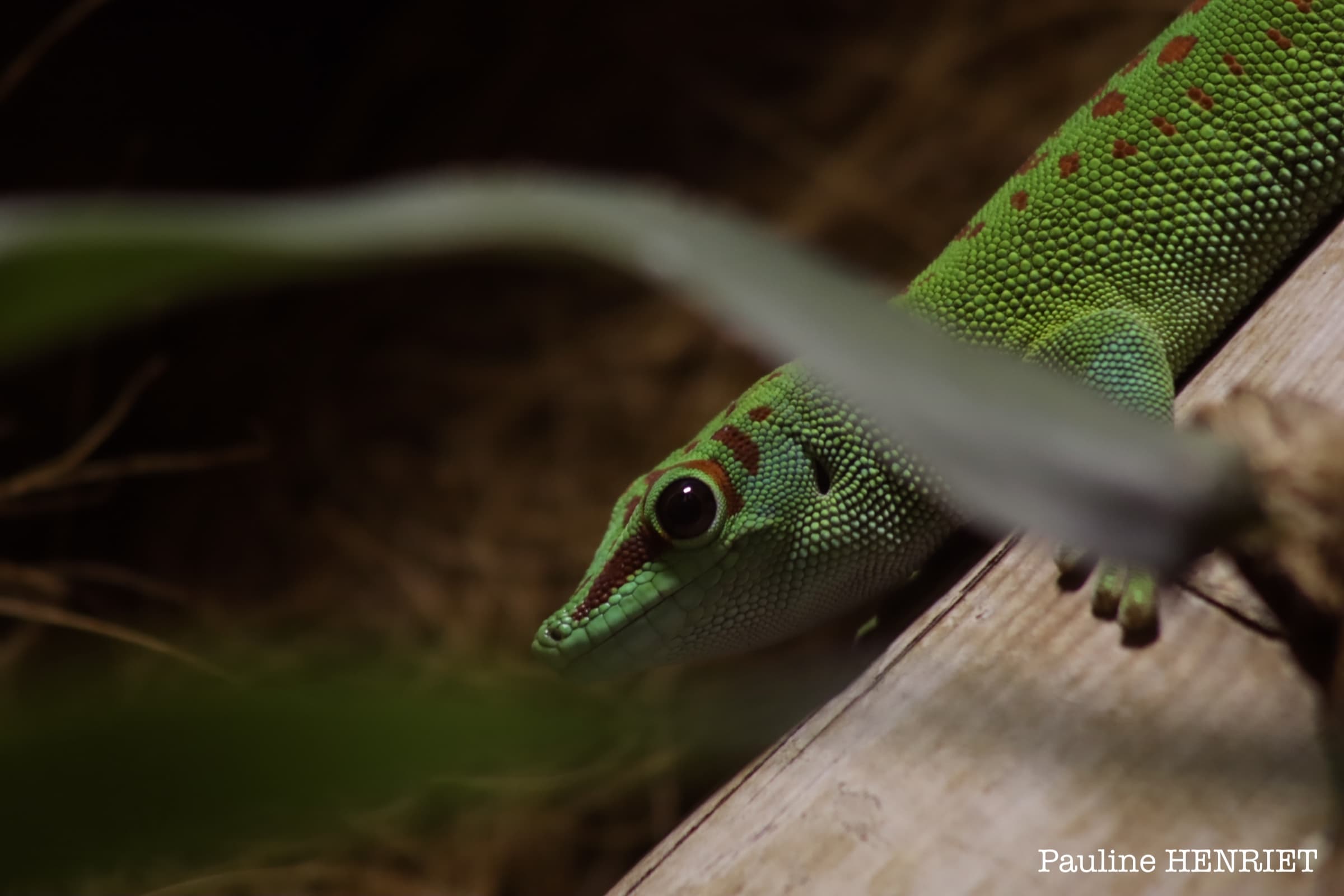 Phelsuma