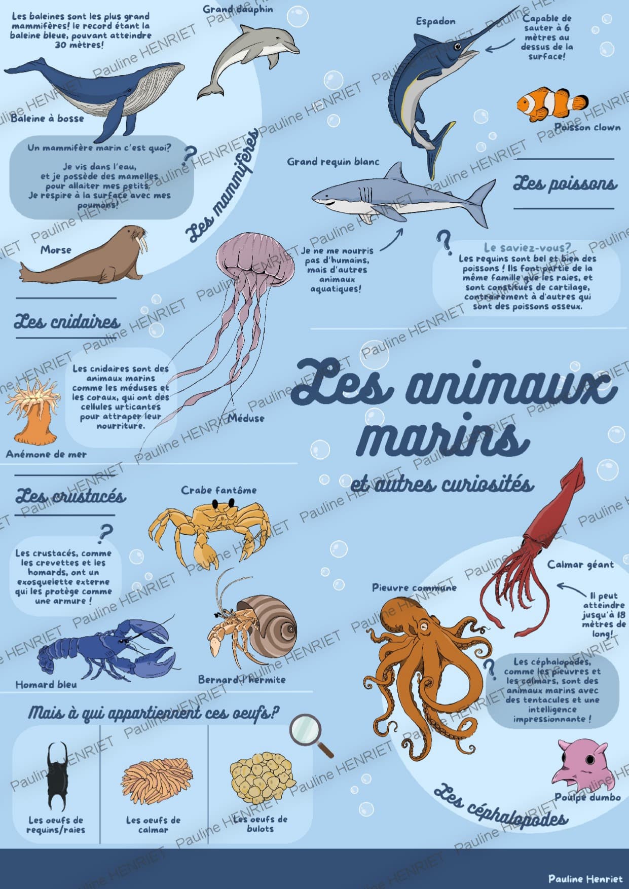 Les animaux marins
