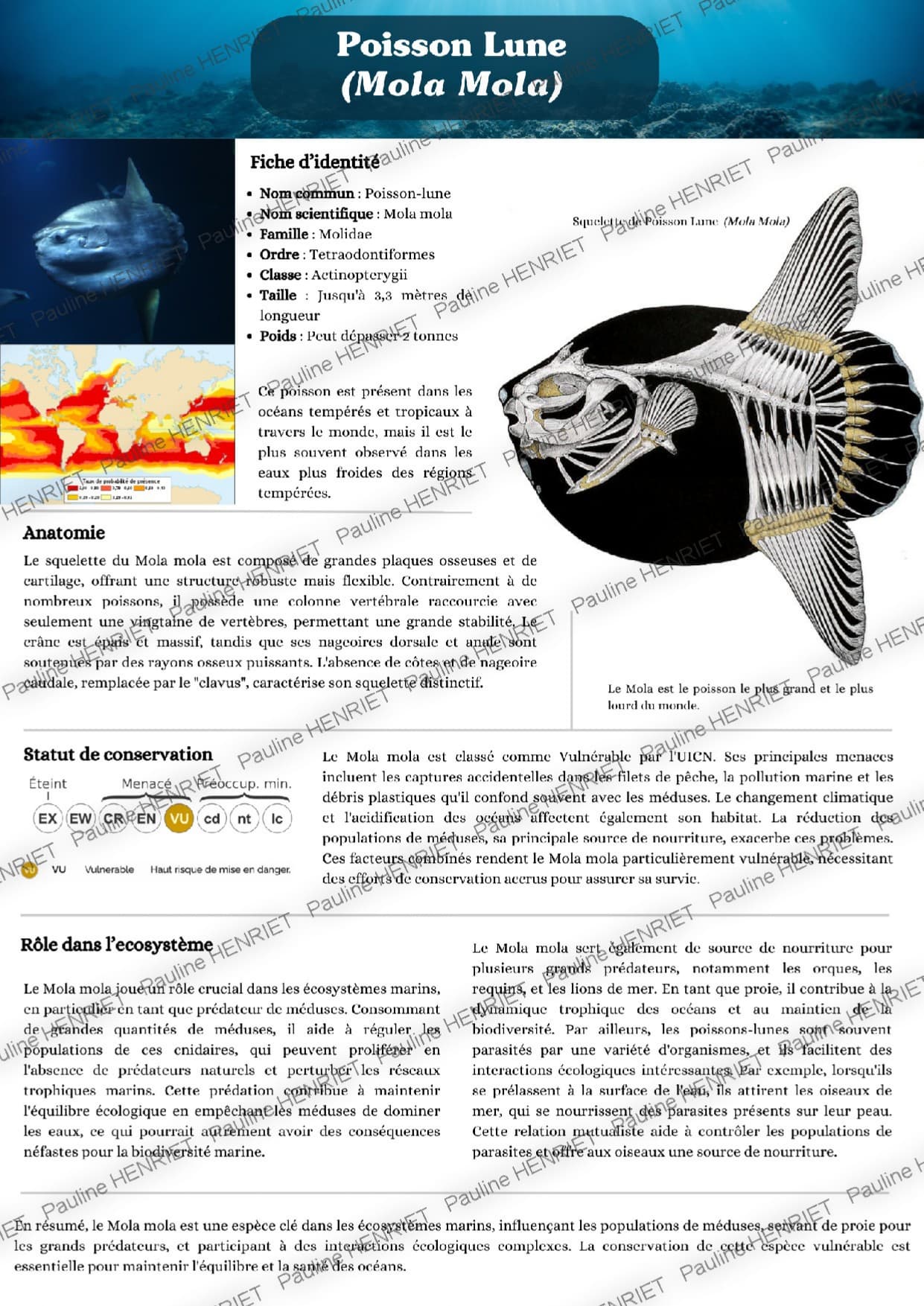 Poster Mola Mola