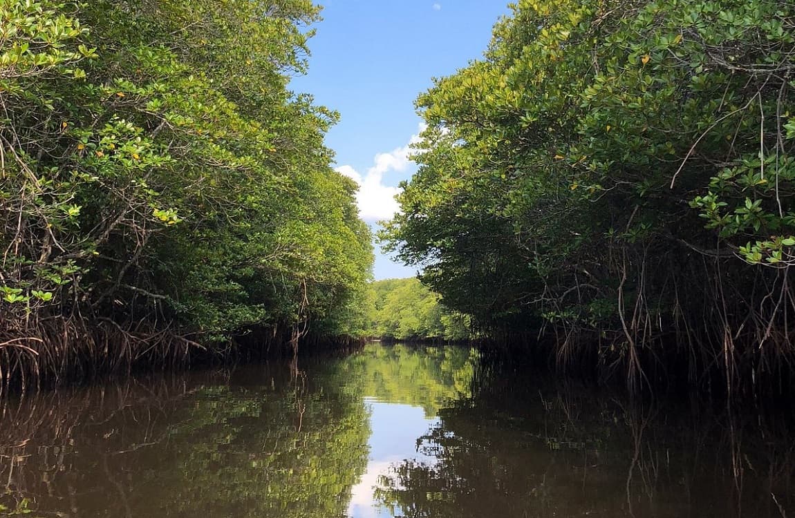 Restauration d'une mangrove dégradée par plantation d'espèces locales