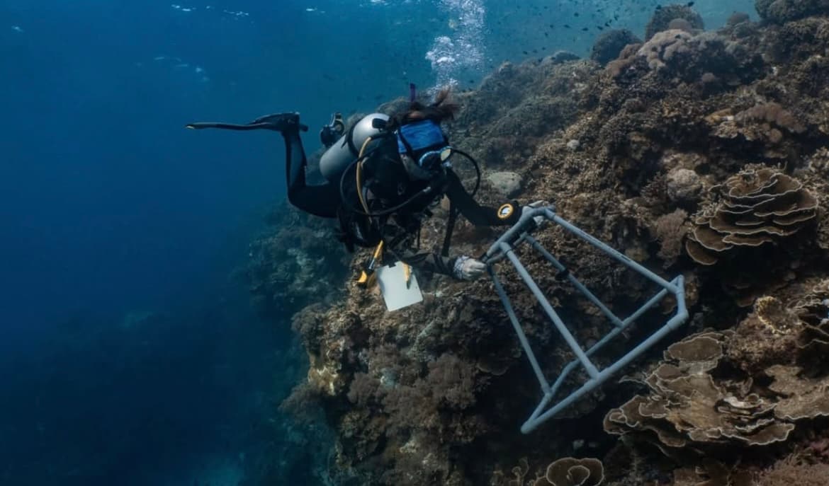 Suivi scientifique d'un récif corallien par photographie standardisé