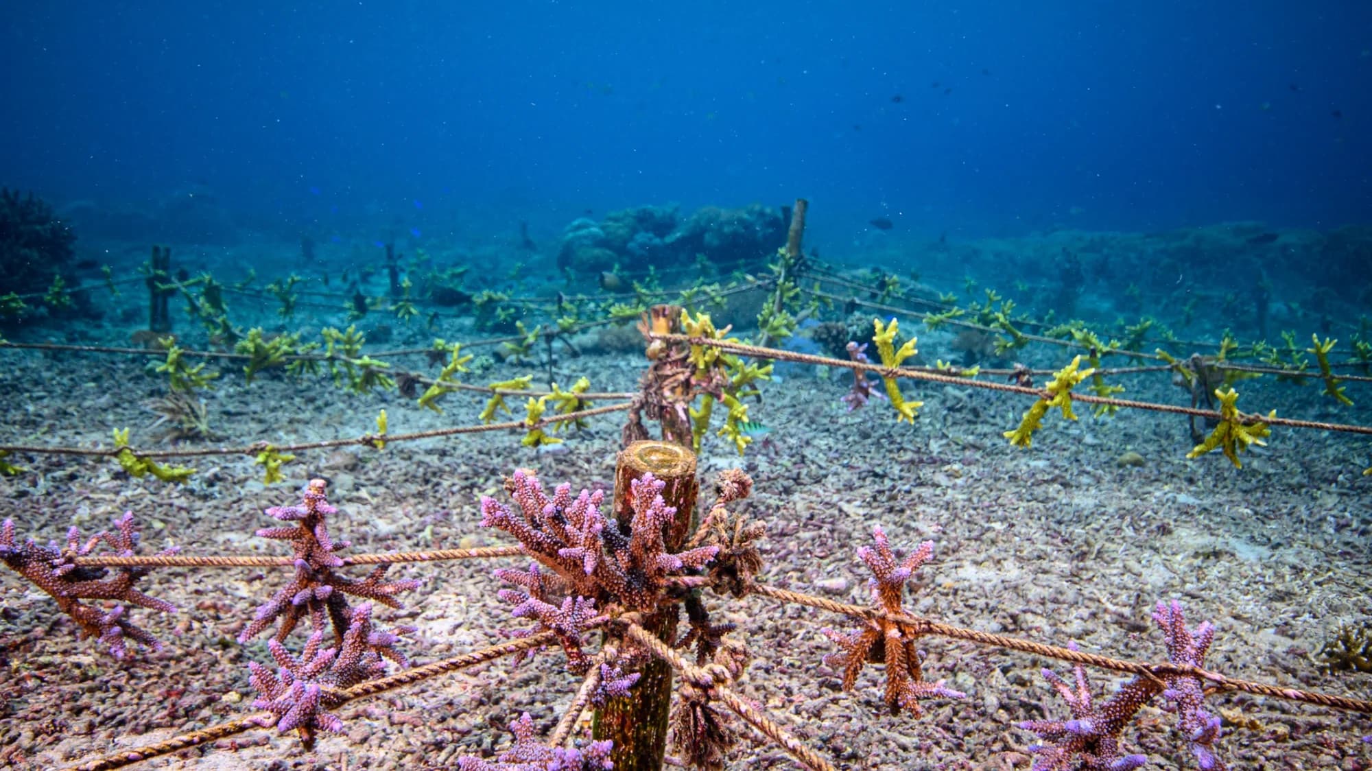 Création d'une pépinière de coraux pour la restauration récifale